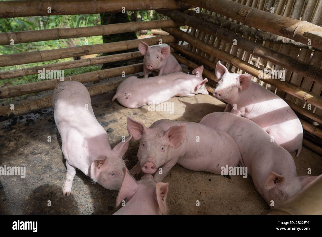 Une enceinte typique dans une province rurale des Philippines. Les jeunes porcs d un stylo en bambou seront conserves jusqu a trois mois puis vendus pour Lechon babouy Photo Stock Alamy