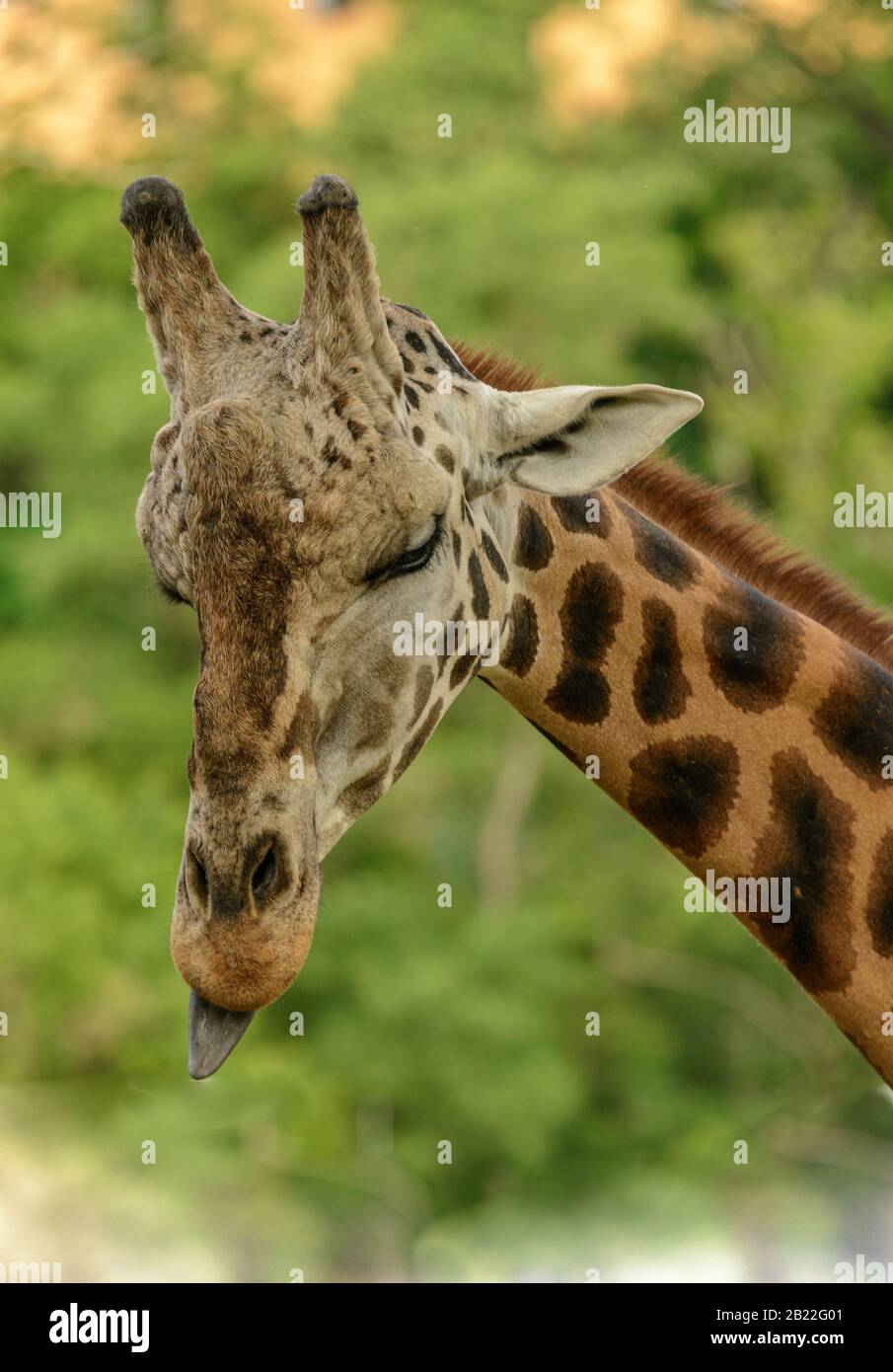 portrait d'une girafe avec langue s'en sortant dans le zoo de pilsen Banque D'Images