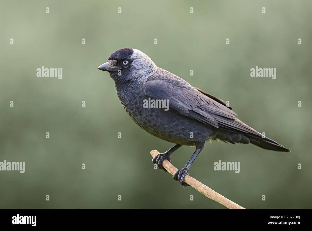 Jackdaw eurasien - Corvus monedula, magnifique oiseau perché des forêts et des bois d'Euroasian, Hortobagy, Hongrie. Banque D'Images