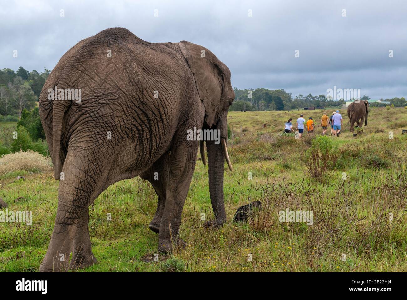 Knysna Elephant Park est un sanctuaire qui s'occupe des éléphants d'Afrique secourus où les visiteurs peuvent marcher avec les animaux près de Knysna, en Afrique du Sud Banque D'Images