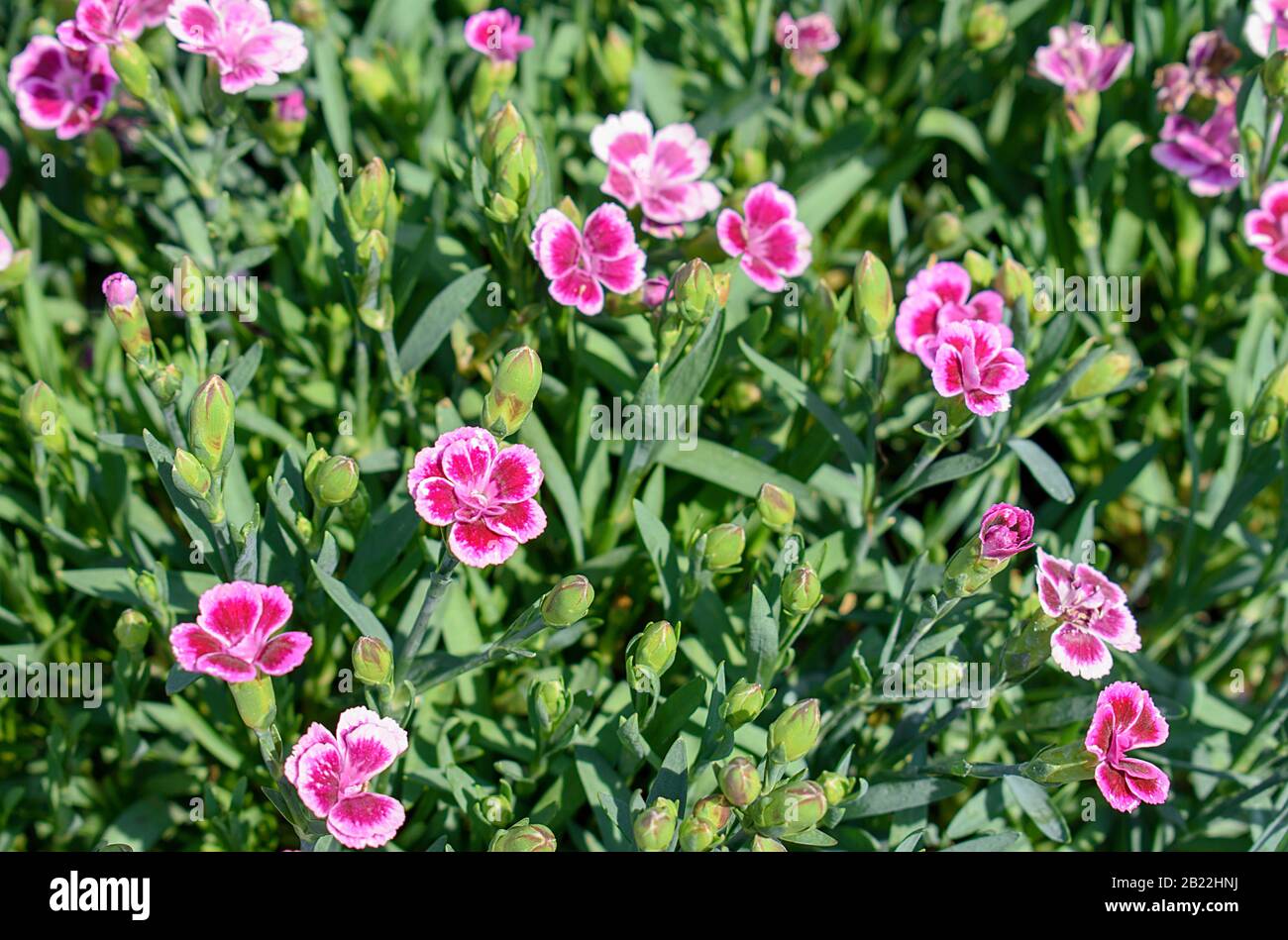 dianthus barbatus, carnation Banque D'Images