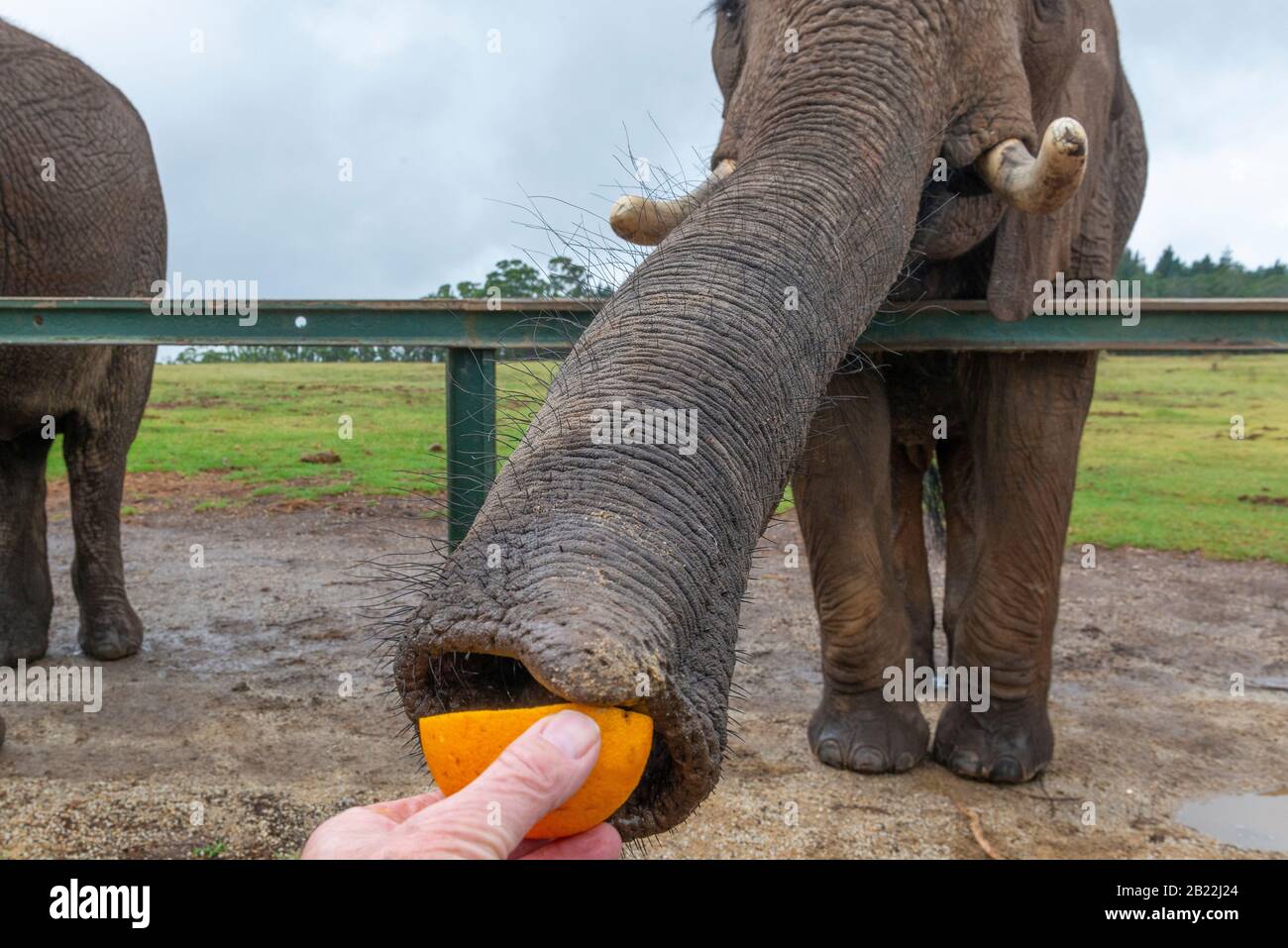 Knysna Elephant Park est un sanctuaire qui s'occupe des éléphants d'Afrique secourus où les visiteurs peuvent marcher avec les animaux près de Knysna, en Afrique du Sud Banque D'Images