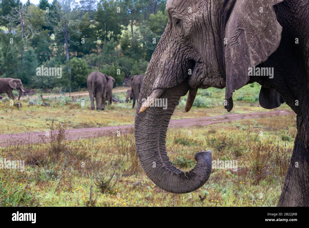 Knysna Elephant Park est un sanctuaire qui s'occupe des éléphants d'Afrique secourus où les visiteurs peuvent marcher avec les animaux près de Knysna, en Afrique du Sud Banque D'Images