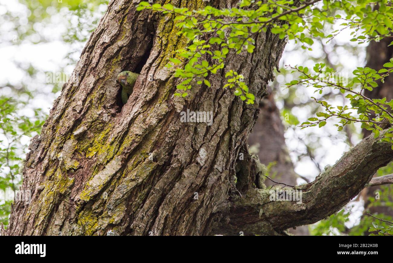 Un Parakeet australien, Enicognathus ferrugineus, dans un nid de bois dans le parc national de Torres del Paine, Patagonia, Chili. Banque D'Images