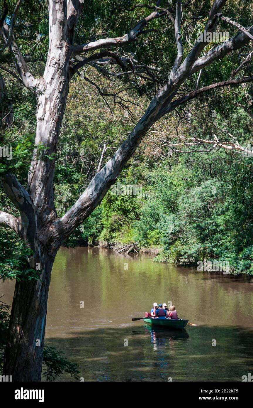 Canotage sur la Yarra River à Studley Park, Melbourne, Australie Banque D'Images