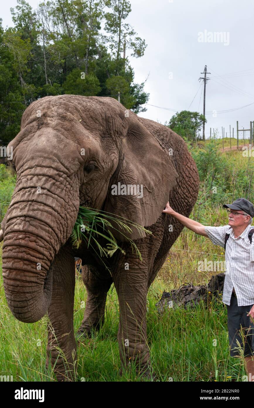 Knysna Elephant Park est un sanctuaire qui s'occupe des éléphants d'Afrique secourus où les visiteurs peuvent marcher avec les animaux près de Knysna, en Afrique du Sud Banque D'Images