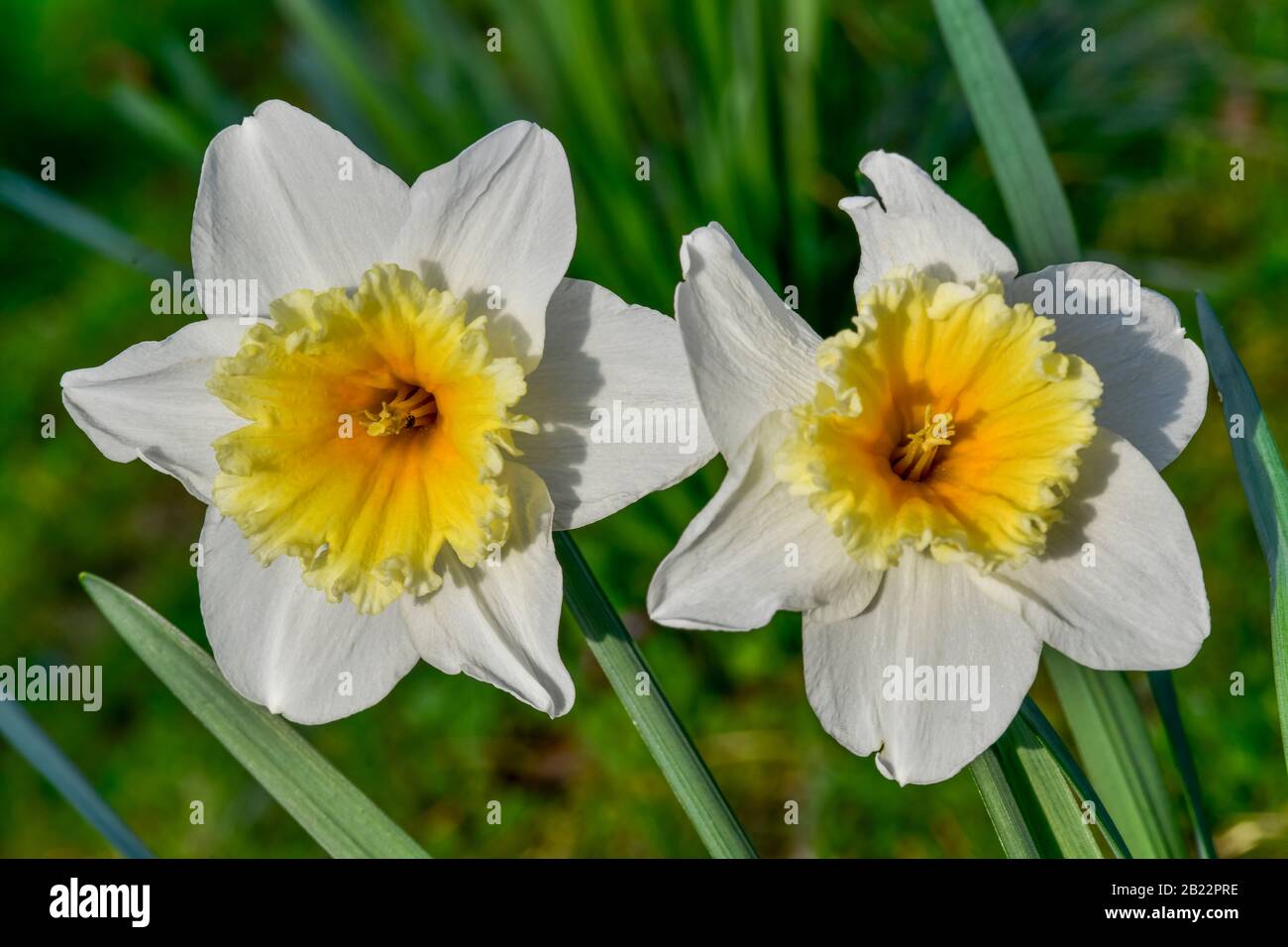 Blüten, Narzissen (Narcisse) Banque D'Images