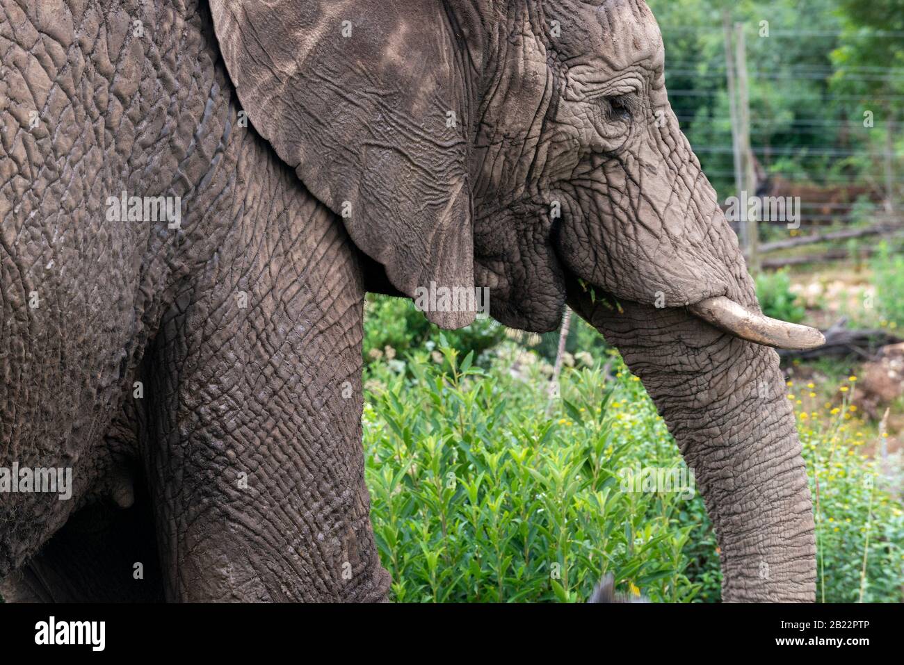 Knysna Elephant Park est un sanctuaire qui s'occupe des éléphants d'Afrique secourus où les visiteurs peuvent marcher avec les animaux près de Knysna, en Afrique du Sud Banque D'Images