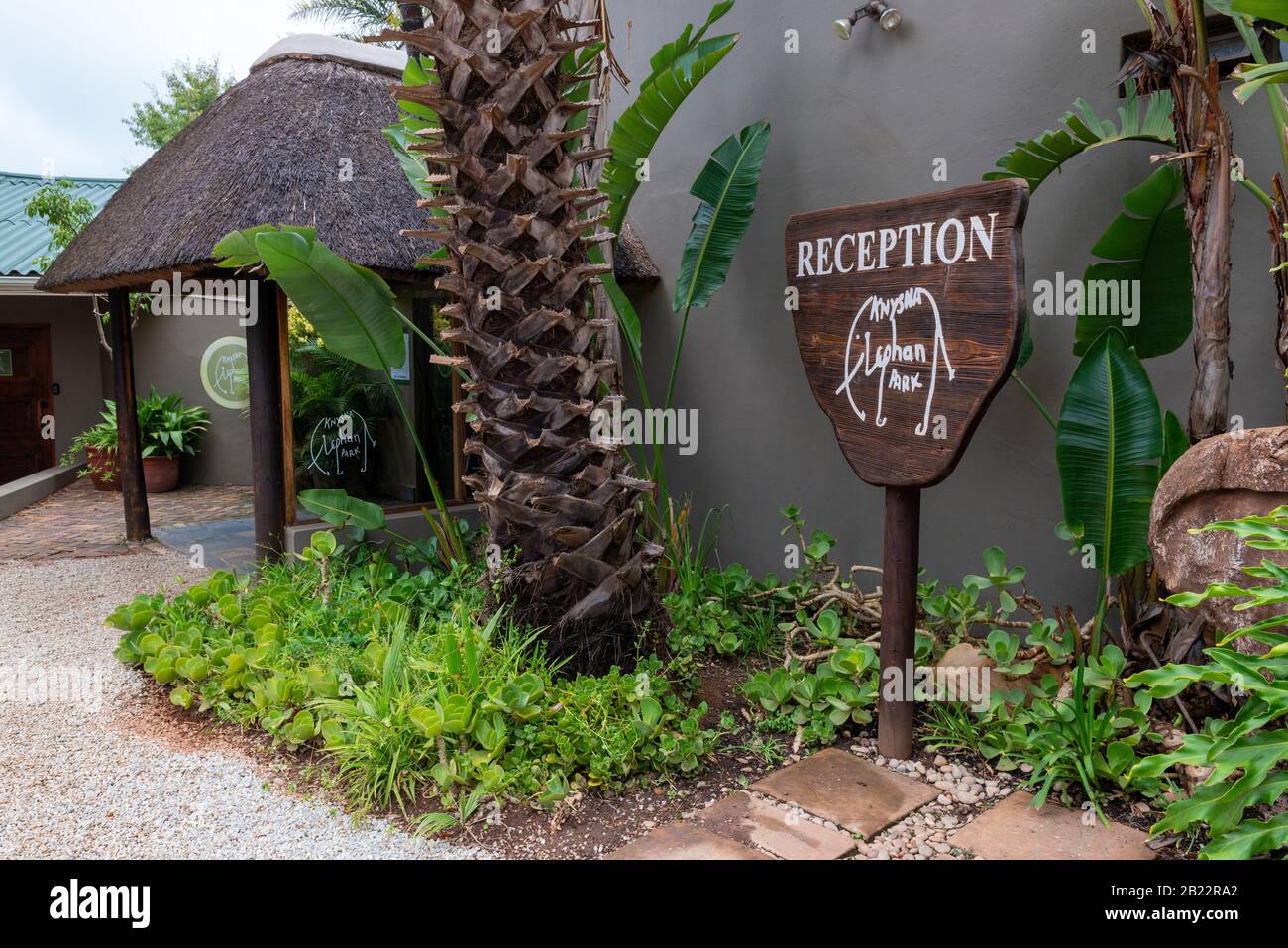 Knysna Elephant Park est un sanctuaire qui s'occupe des éléphants d'Afrique secourus où les visiteurs peuvent marcher avec les animaux près de Knysna, en Afrique du Sud Banque D'Images