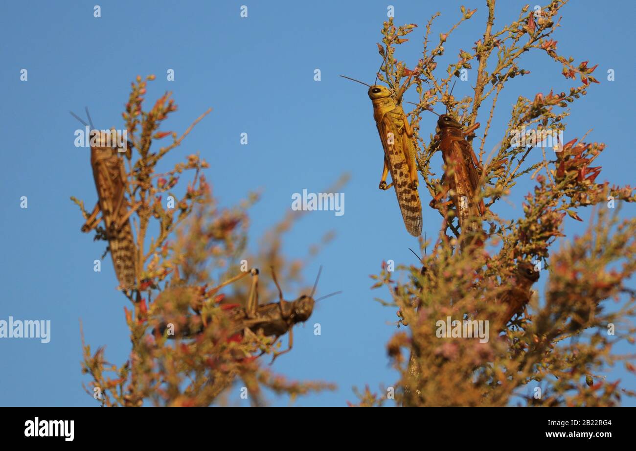 Criquets se nourrissant sur les plantes du désert Banque D'Images