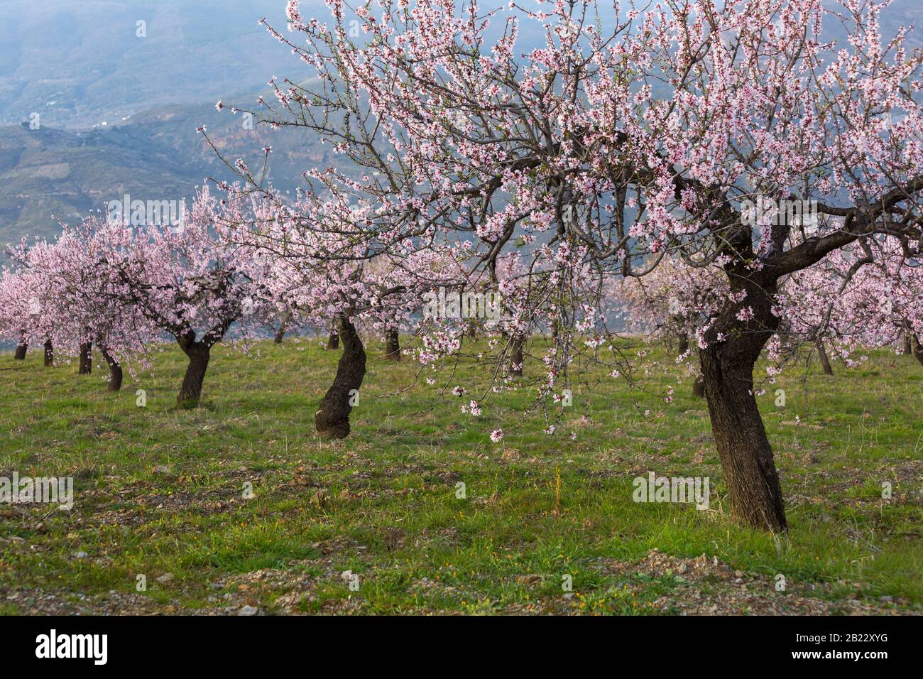 Fleurs d'amandiers, fleurs d'amandiers, fleurs d'amandiers, Prunus dulcis, en Andalousie, Espagne en février Banque D'Images