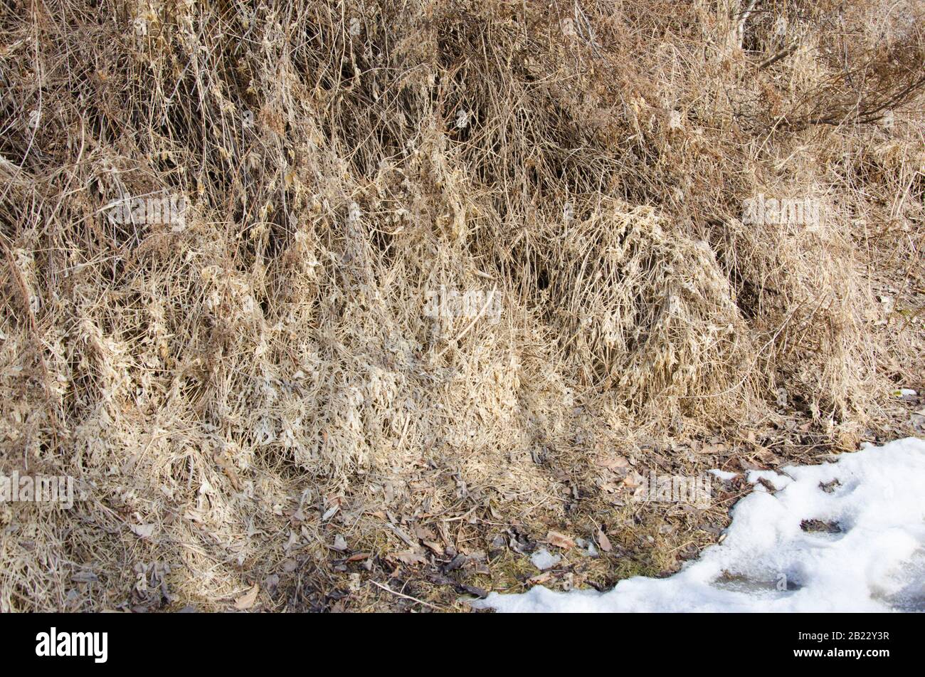 Image d'arrière-plan. Épaississement de la lierre sèche à la fin de l'hiver. La neige n'a pas encore fondu. Banque D'Images