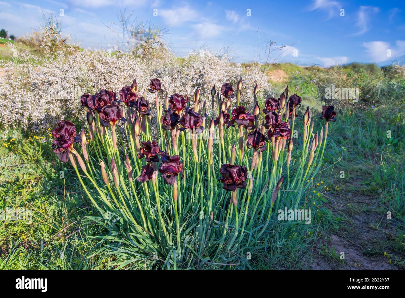 Groupe de fleurs et bourgeons violets sauvages avec des gouttes de rosée sur les pétales à la lumière du soleil. Israël Banque D'Images