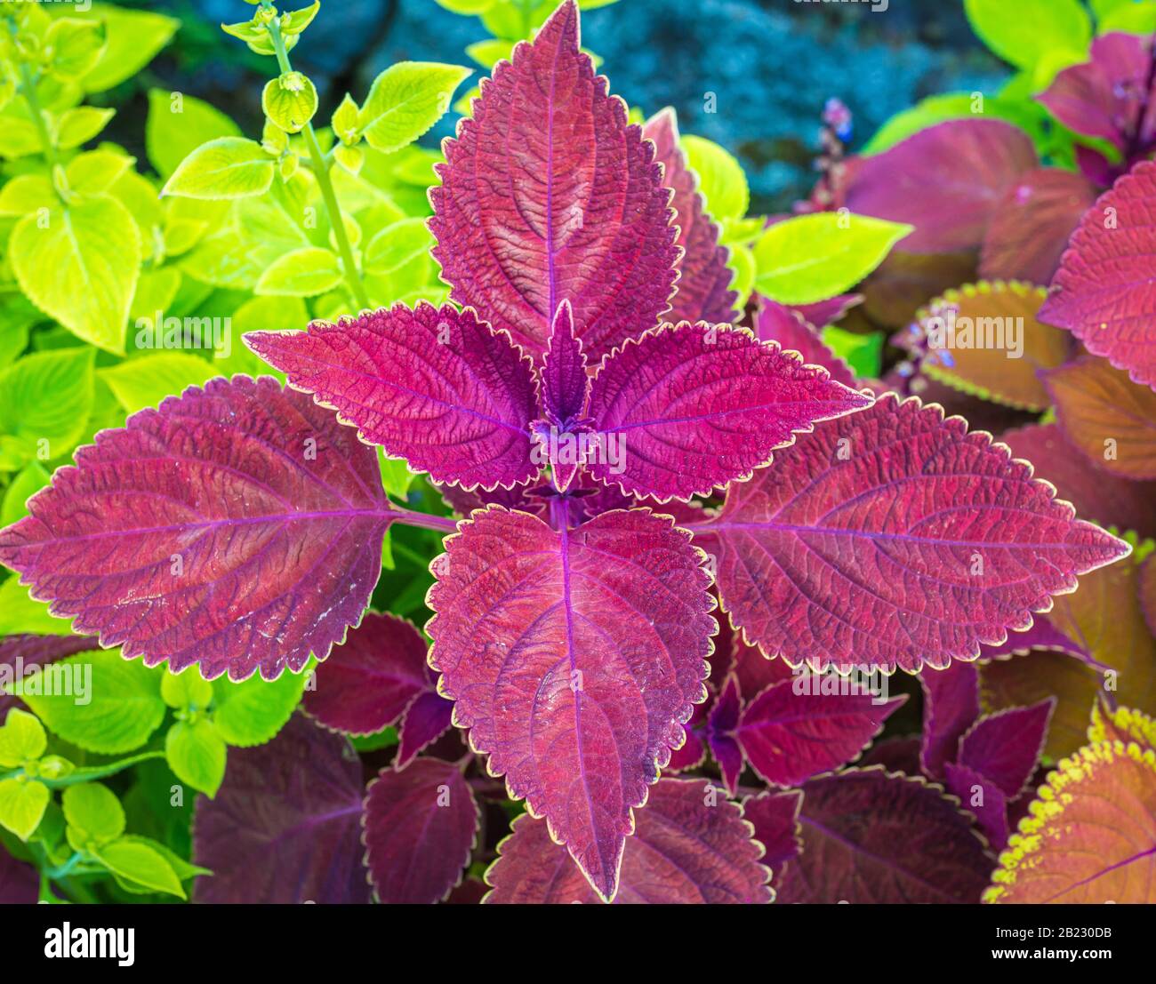 Plectranthus scutellarioides - feuilles rouges brillantes de plantes vivaces - plantes de velours rouge décoratif. Détail des feuilles Banque D'Images