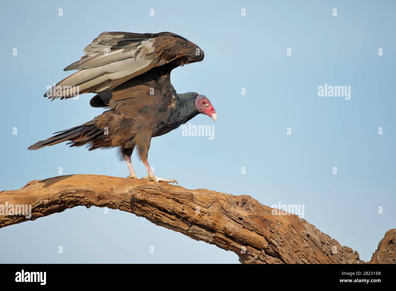 Turkey Vautour (Cathartes aura), ailes étirant, Texas du Sud, États-Unis Banque D'Images