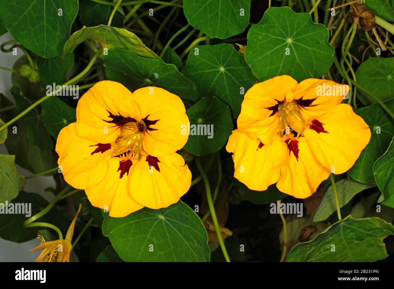 Nom De Nasturtium Peach Melbra. Gros plan de deux fleurs jaunes avec des marques brunes vers le centre. Banque D'Images
