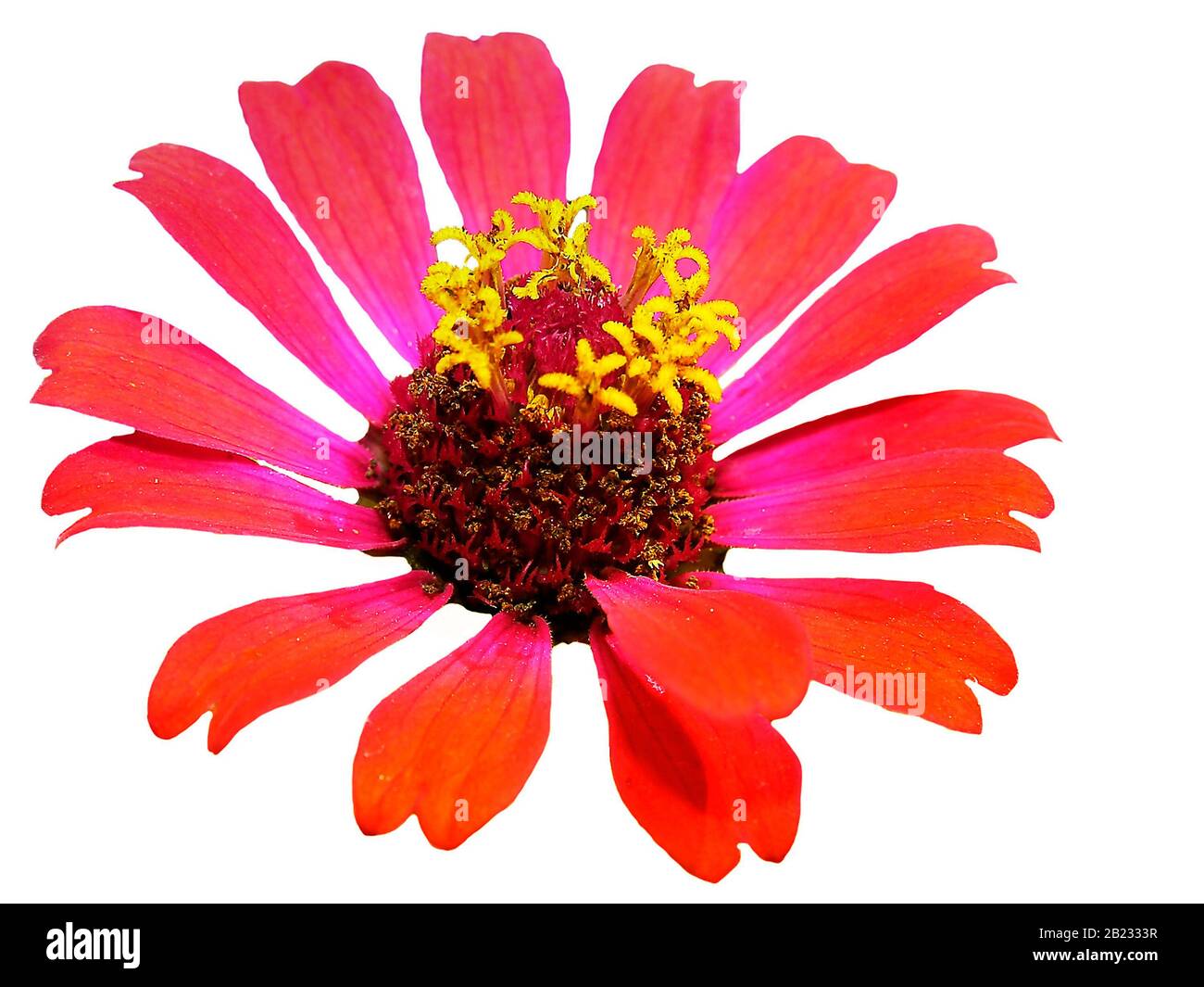 Illustration isolée d'une tête de fleur Zinnia de couleur orange vif sur fond blanc plane Banque D'Images Illustration isolée d'une tête de fleur Zinnia de couleur orange vif sur fond blanc plane Banque D'Images