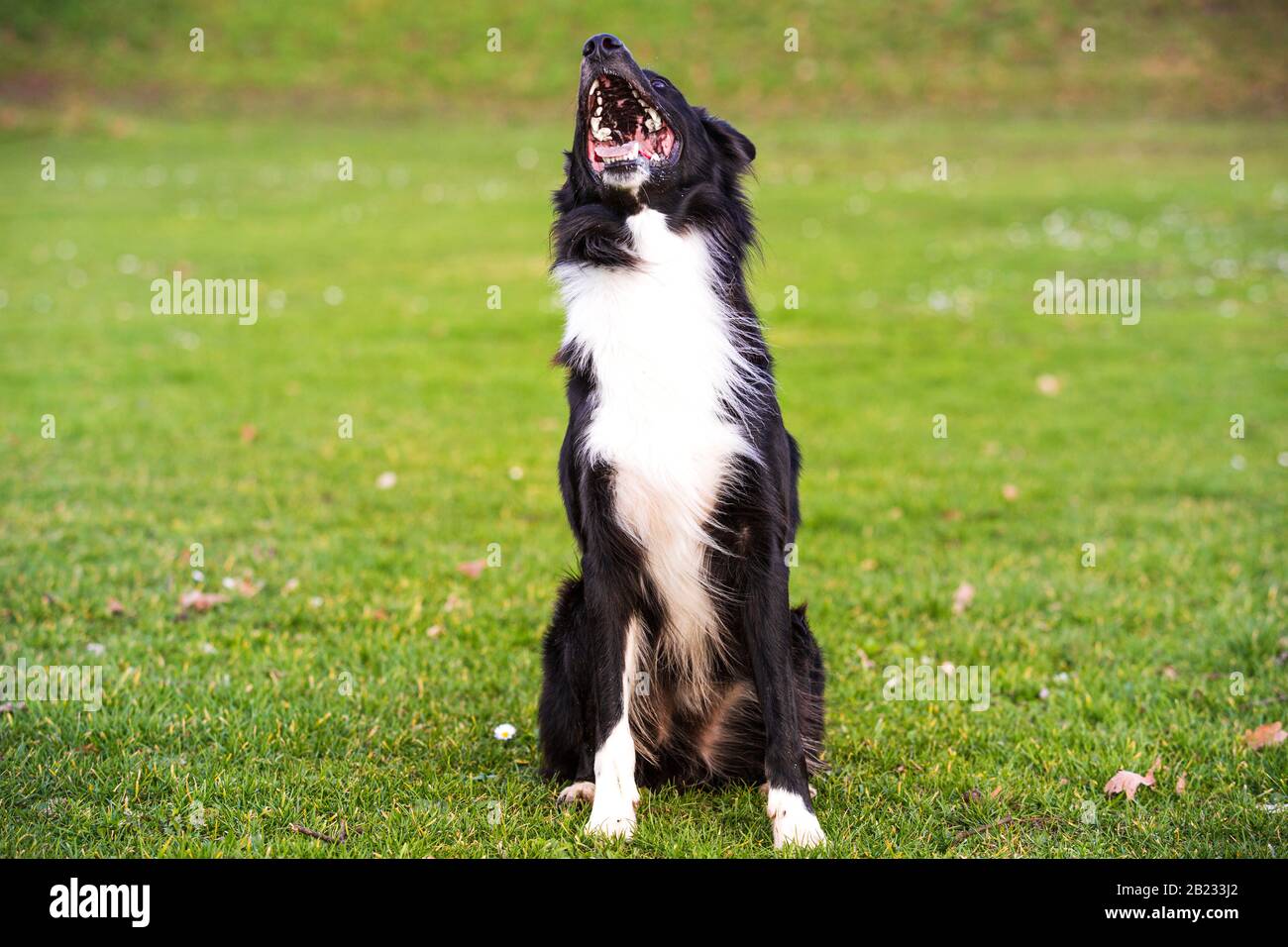 Heureux Border Collie chien sans laisse à l'extérieur dans la nature au lever du soleil. Chien heureux à la recherche d'appareil photo dans le parc de la ville. Banque D'Images