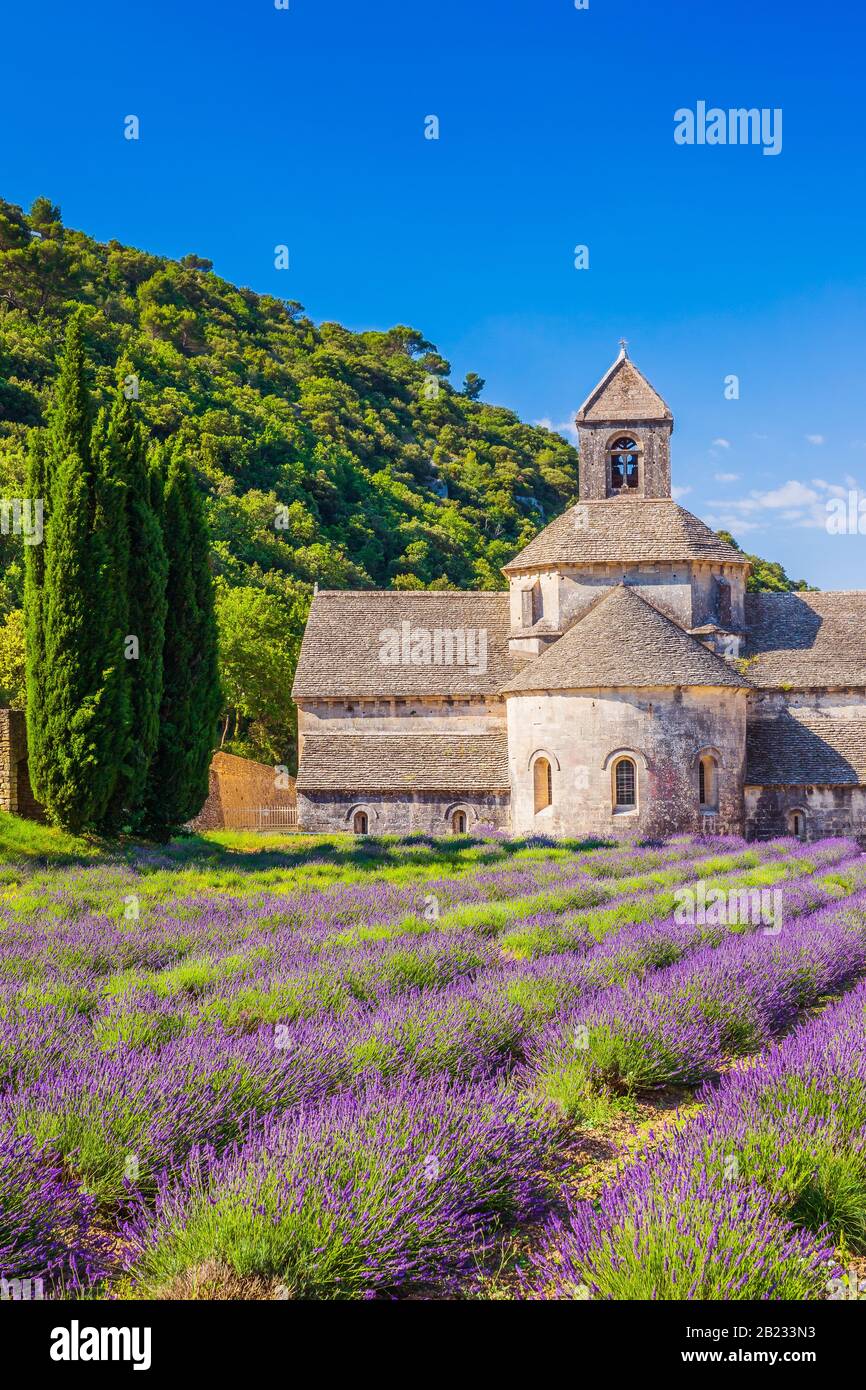 Provence, France. Les champs de lavande en fleurs pourpre au monastère de Sénanque. Banque D'Images