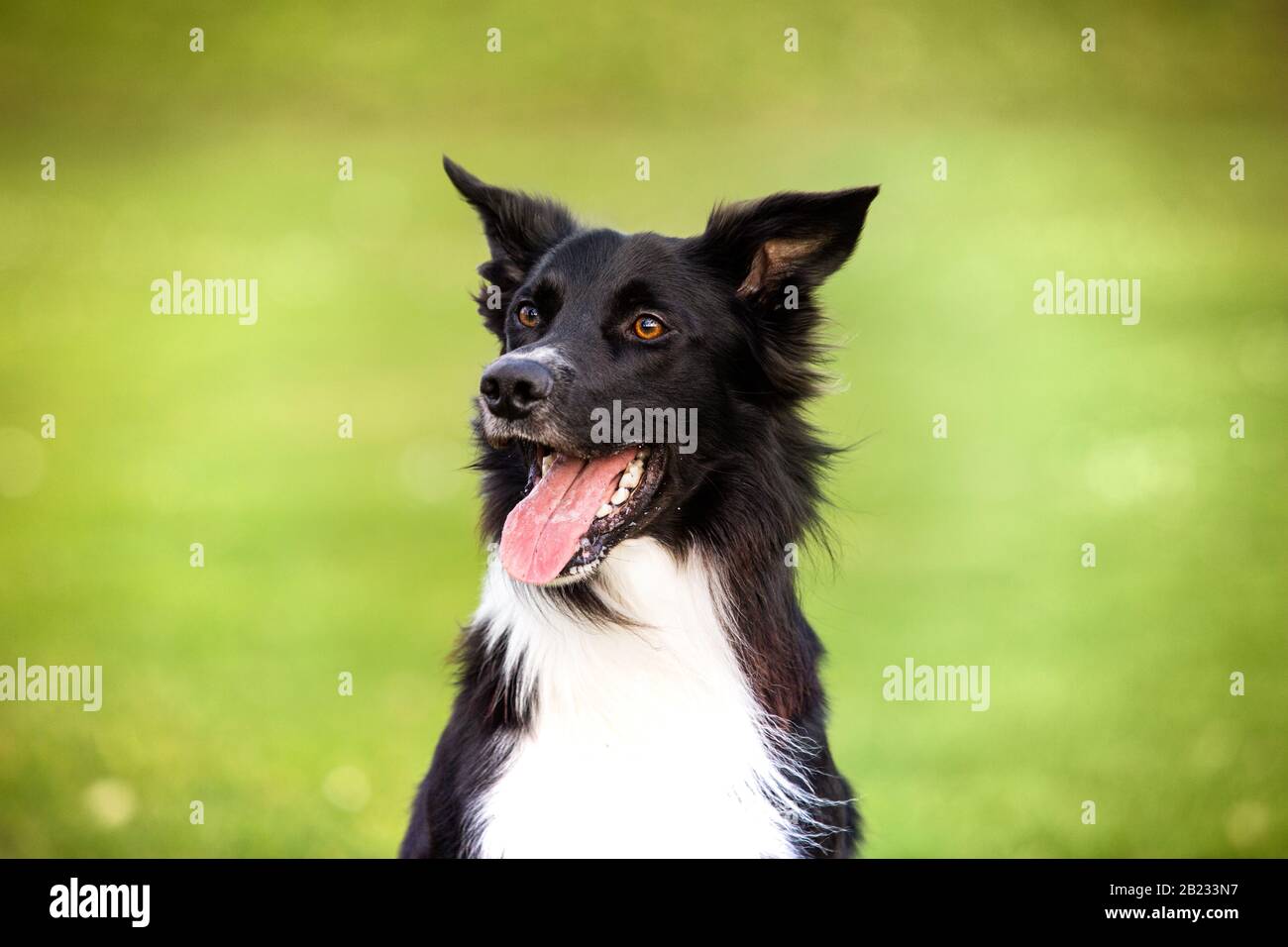 Heureux Border Collie chien sans laisse à l'extérieur dans la nature au lever du soleil. Chien heureux à la recherche d'appareil photo dans le parc de la ville. Banque D'Images