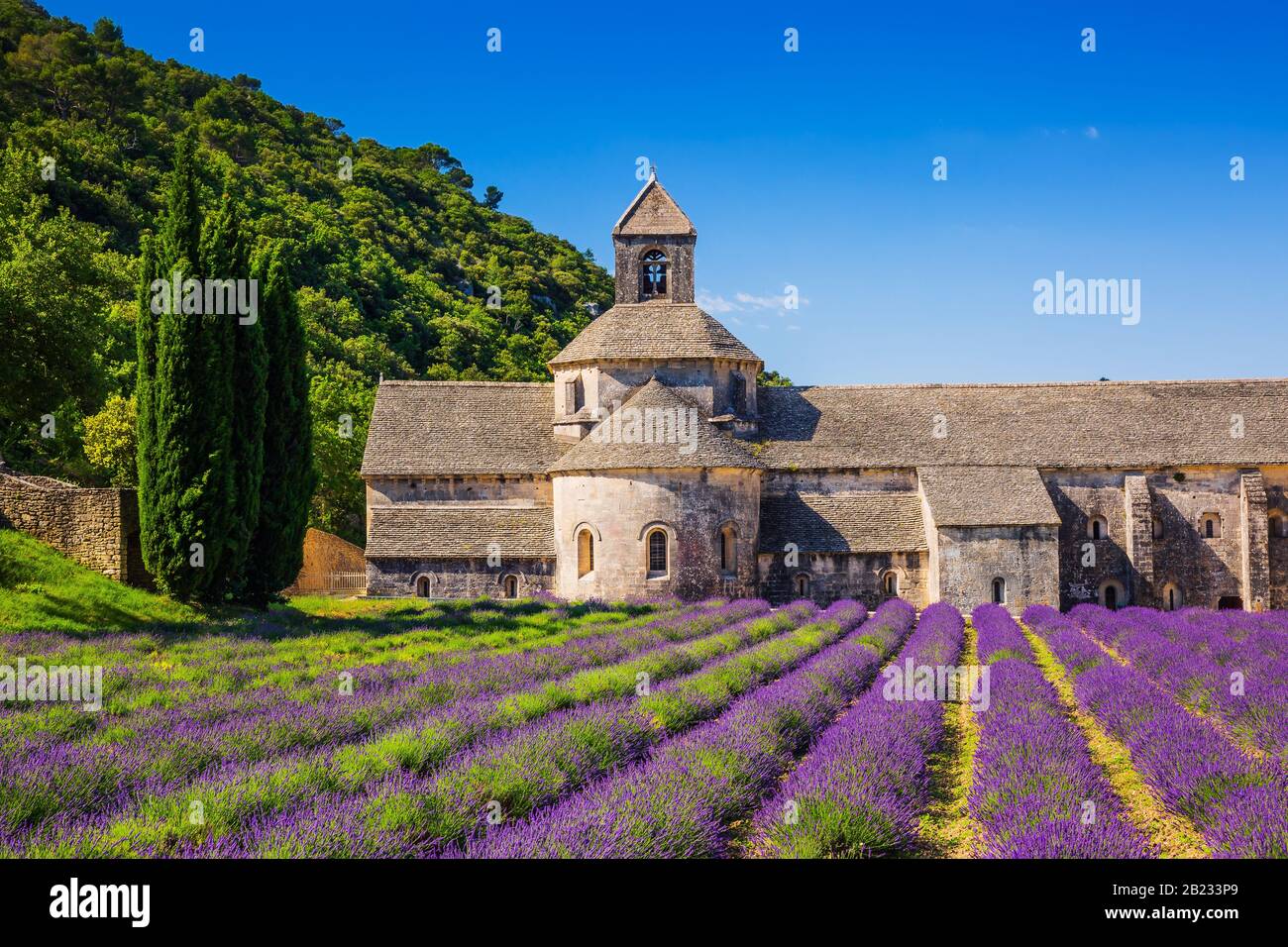 Provence, France. Les champs de lavande en fleurs pourpre au monastère de Sénanque. Banque D'Images