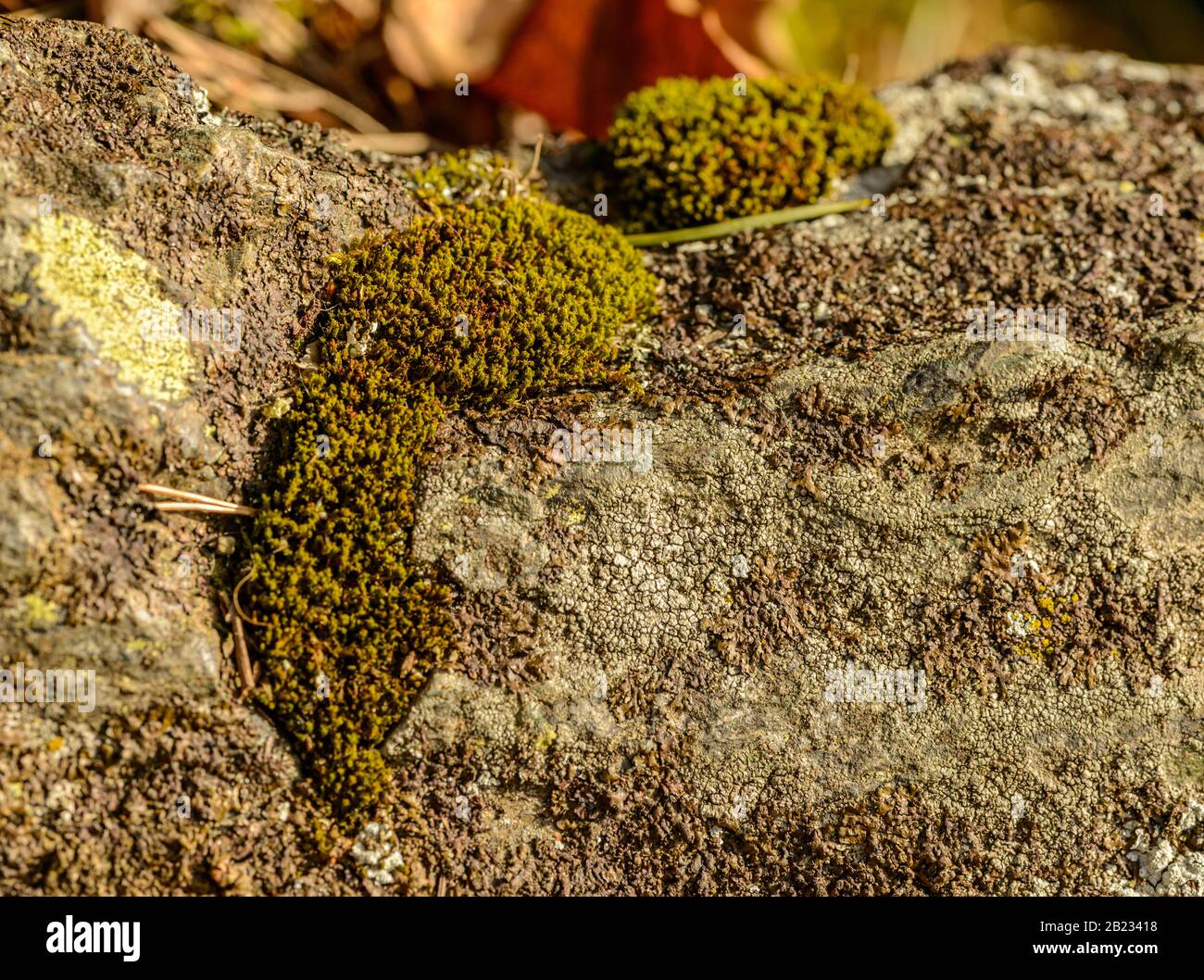 paysage miniature de roche, lichen et mousse, détail Banque D'Images