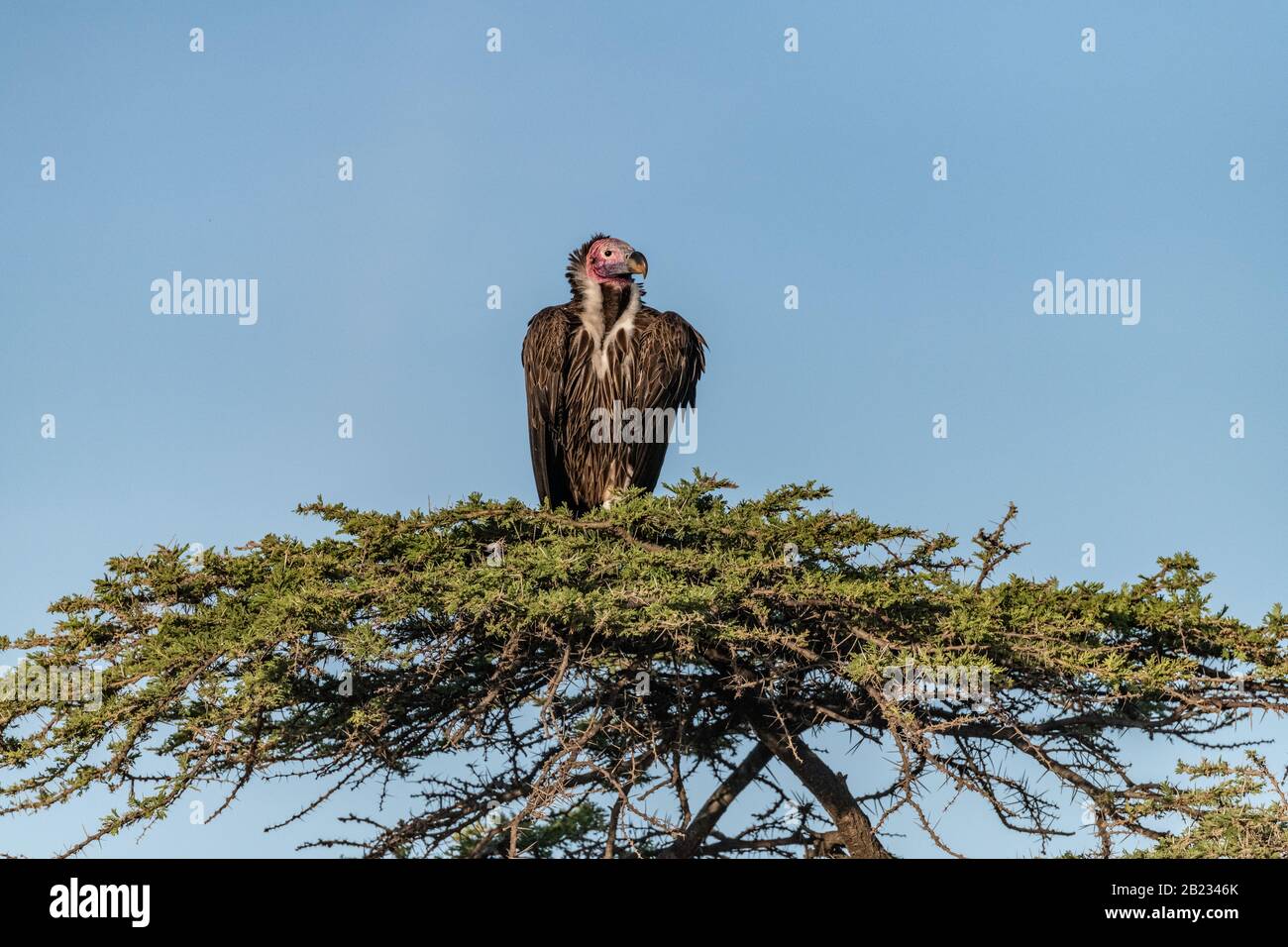 Le Vautour de Lappet, assis dans les sommets des arbres, est exposé au ciel bleu de Masai Mara, au Kenya Banque D'Images