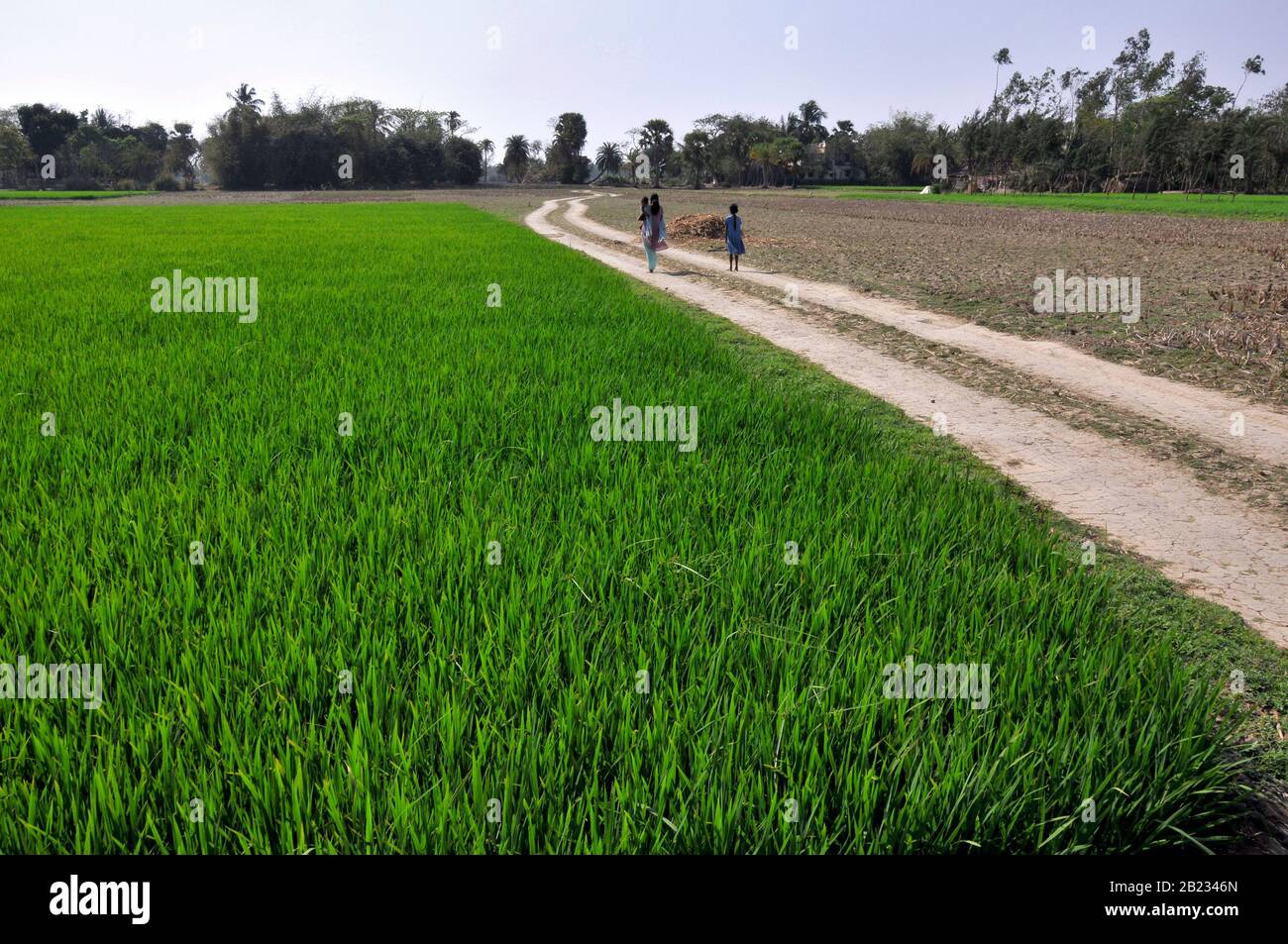 paysage rural du bengale Banque D'Images