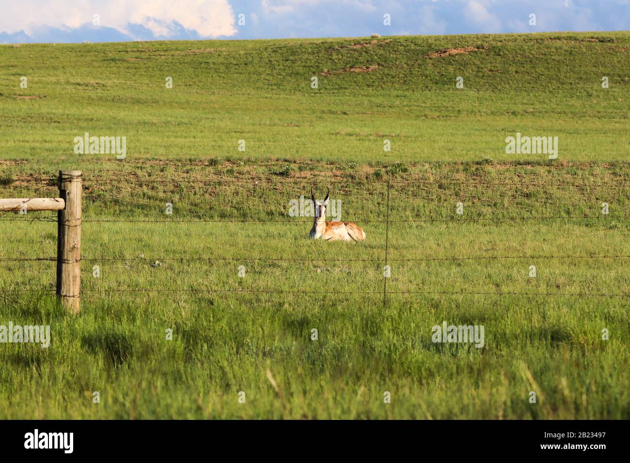 Une antilope brune et blanche posée sur un champ vert luxuriant dans le Wyoming. Banque D'Images