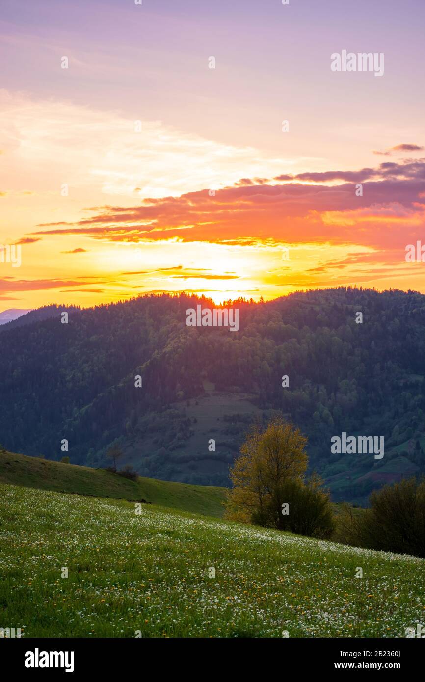 paysage rural dans les montagnes au crépuscule. vue imprenable sur la campagne de carpathe avec des champs et des arbres sur des collines vallonnées. herbes et fleurs sur le pré. Banque D'Images