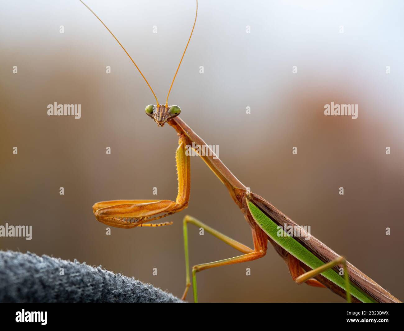 gros plan de mantis priant dans l'herbe Banque D'Images