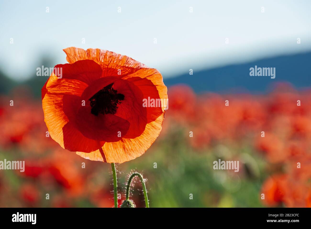 bouton ouvert de fleur de pavot rouge dans le champ. merveilleux temps ensoleillé de l'après-midi de campagne montagneuse. fond flou Banque D'Images