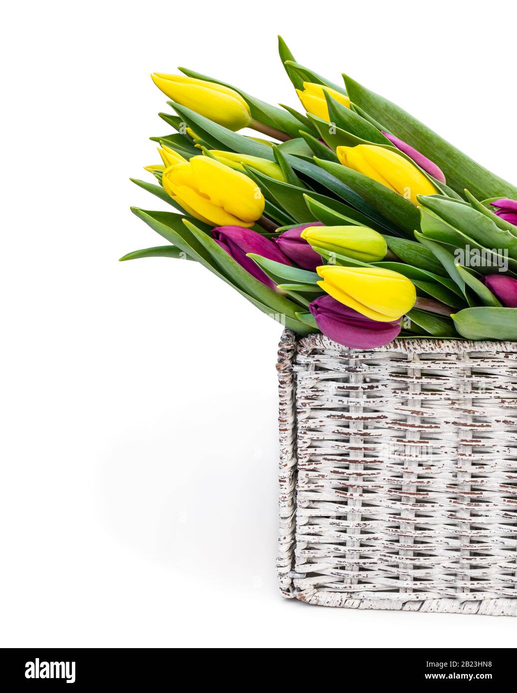 Petits pains colorés de tulipes dans un panier en osier blanc isolé sur blanc Banque D'Images