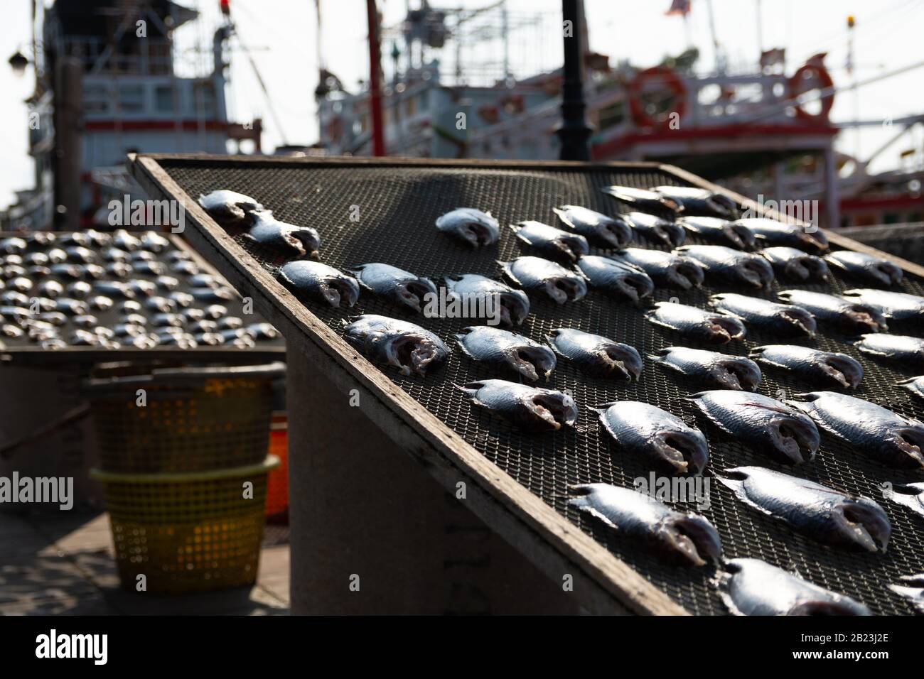 Gros plan de poissons qui sont placés pour sécher au soleil, avec des bateaux de pêche thaïlandais en arrière-plan dans la région Samut Sakhon Banque D'Images