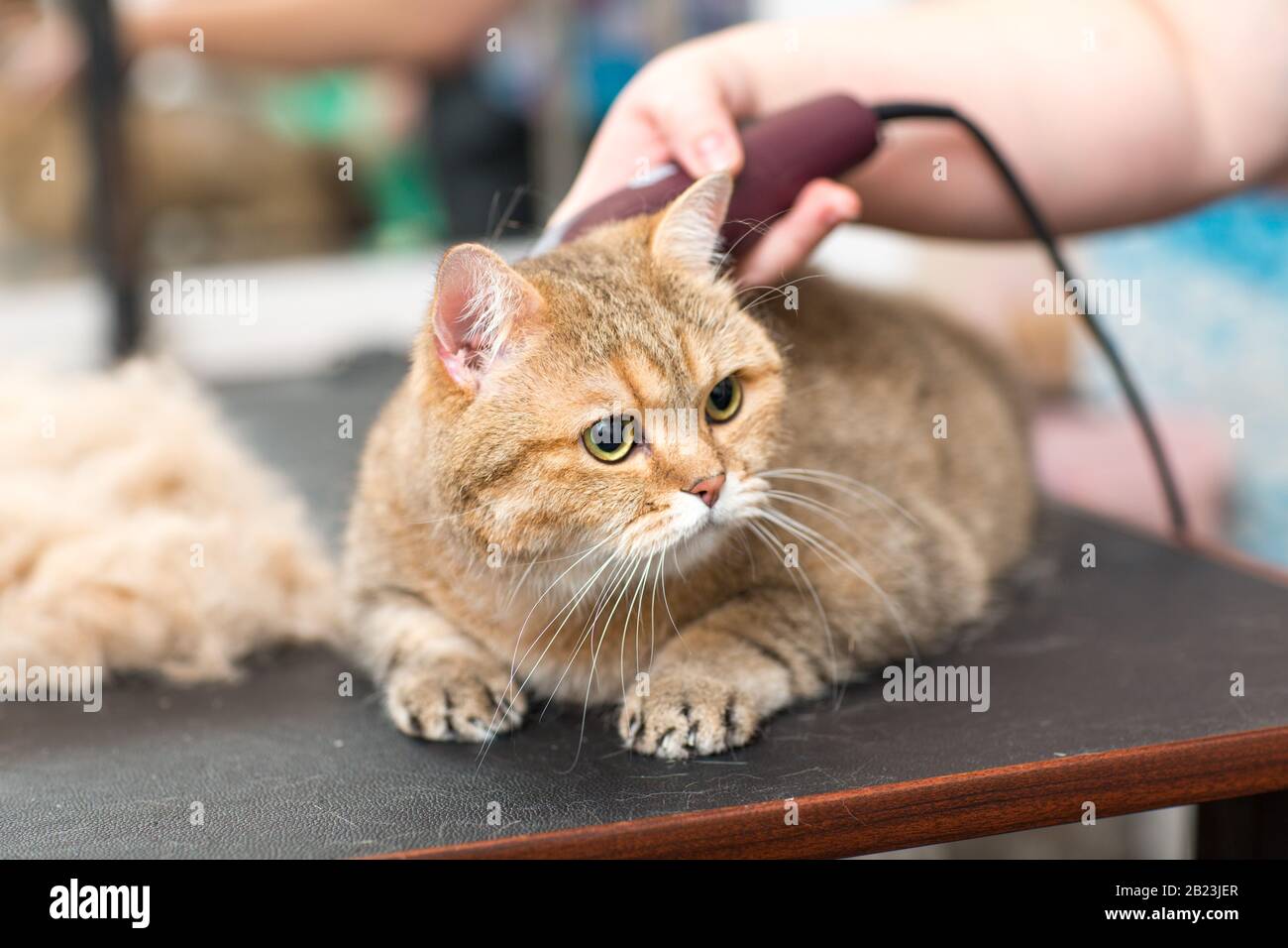 Le chat est peigné et cisaillé dans le salon de coiffure pour les animaux. Toilettage pour animaux. Banque D'Images