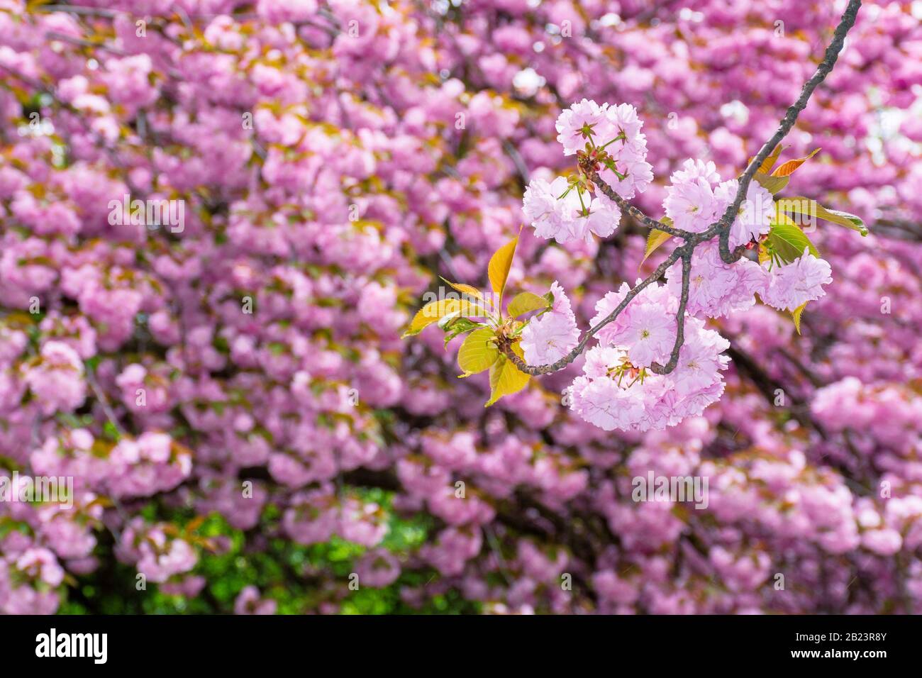 fleurs de cerisier arrière-plan. belles fleurs roses sur les branches au printemps Banque D'Images