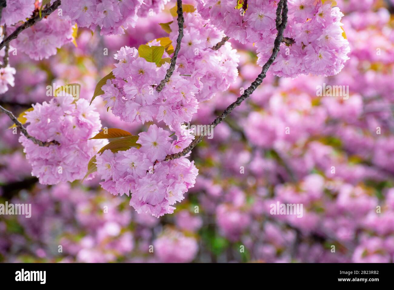 fleurs de cerisier arrière-plan. fleurs roses tendre sur les branches au printemps Banque D'Images