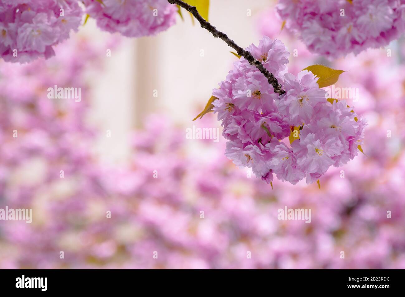 arbre sakura fleuri arrière-plan. belles fleurs roses sur les branches au printemps Banque D'Images