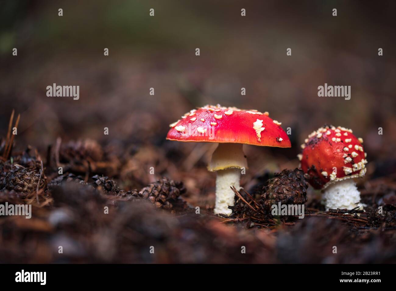 Amanita Muscaria, champignons toxiques et hallucinogène naturel de la forêt, champignons magiques à capuchon rouge Banque D'Images