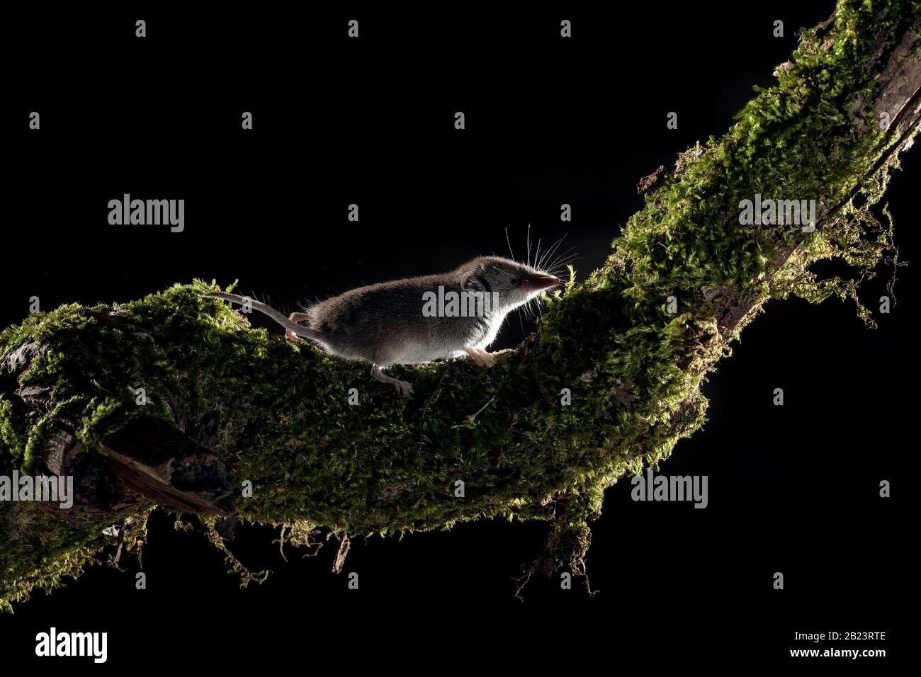 La souris eurasienne de pygmée (Sorex minutus) se trouve dans un habitat naturel. Elle monte une branche, l'un des plus petits mammifères du monde, le shrew Banque D'Images