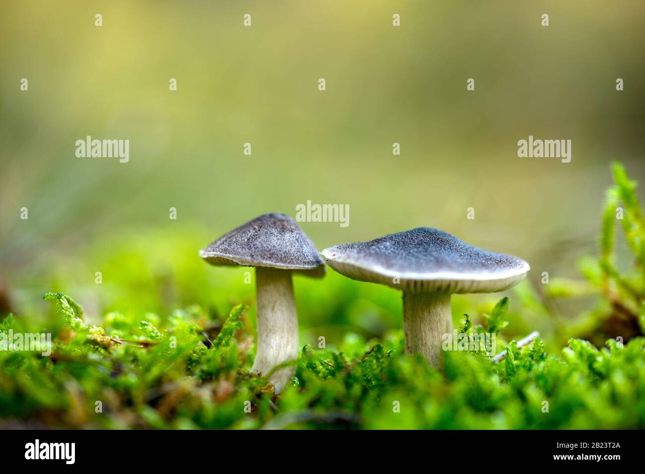 Le champignon Tricholoma terrum, champignon comestible dans la forêt, l'automne pousse dans la forêt d'automne Banque D'Images