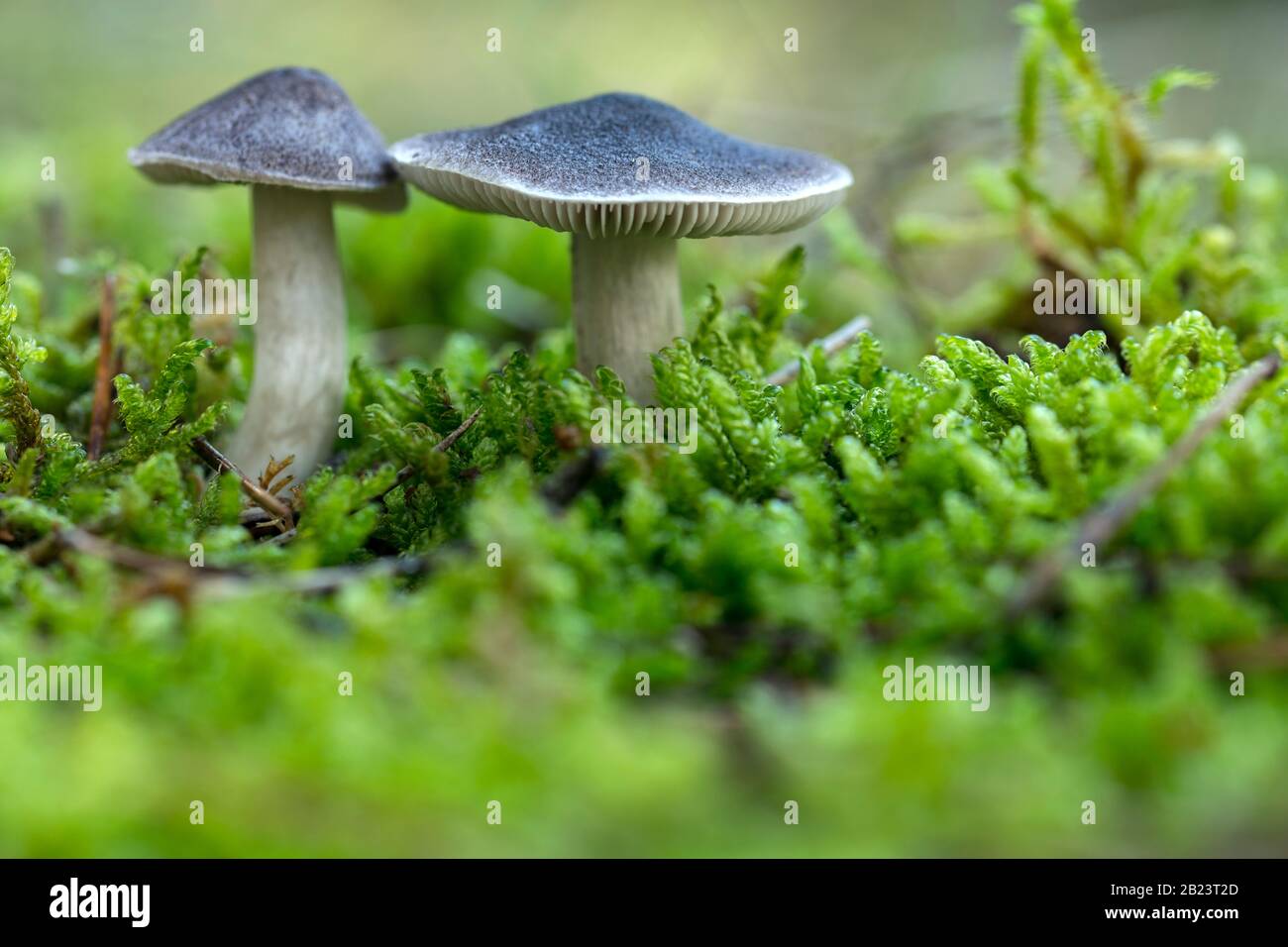 Le champignon Tricholoma terrum, champignon comestible dans la forêt, l'automne pousse dans la forêt d'automne Banque D'Images