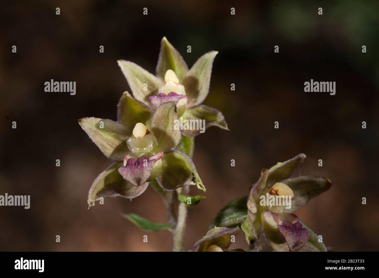 Fleurs d'orchidées sauvages de fleurs d'Epipactis tremolsii et détails végétaux Banque D'Images