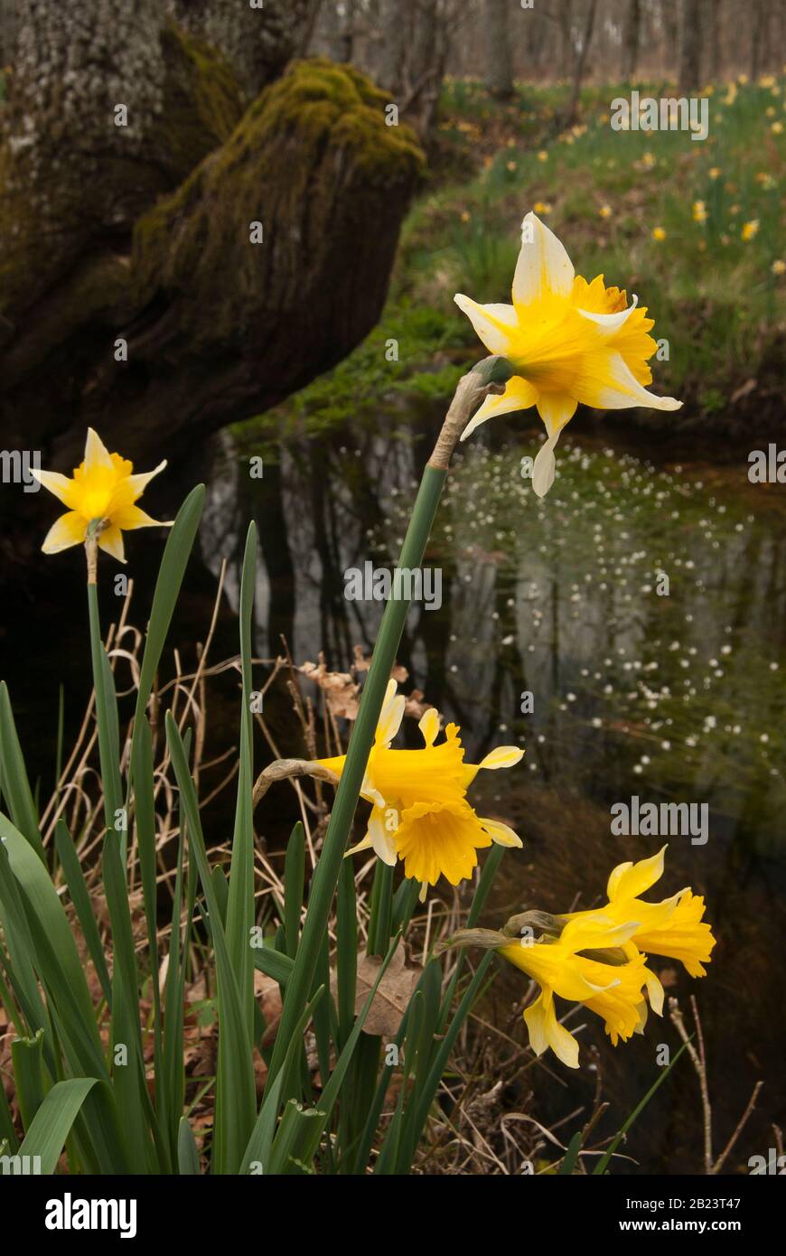 Jonquilles sauvages - Narcisse pseudonarcissus sur le bord de la rivière Banque D'Images