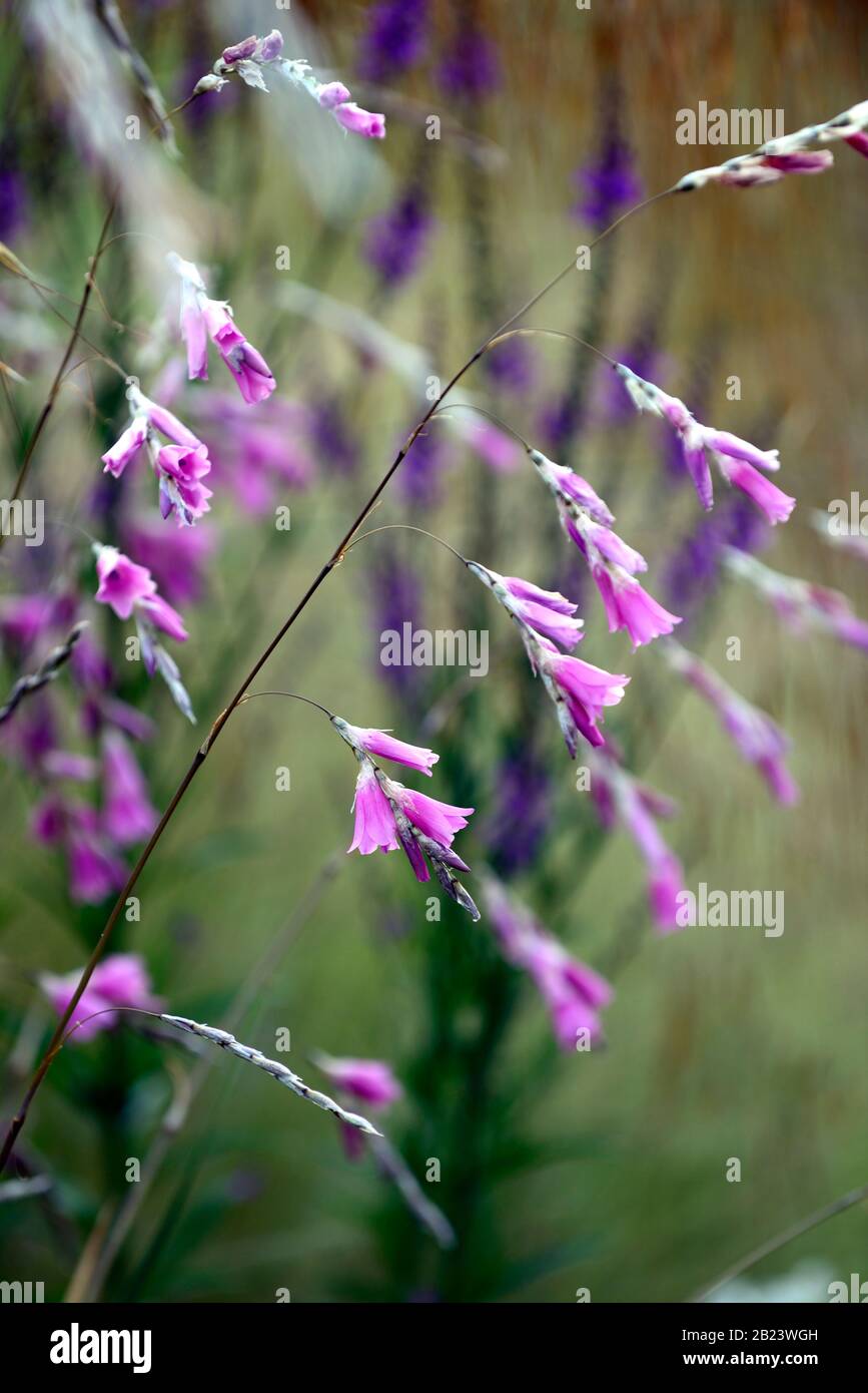 Pink flower bell Banque de photographies et d'images à haute résolution -  Alamy