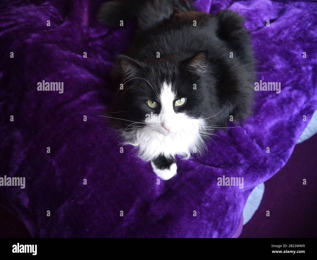 Un magnifique chat noir et blanc sur une couverture. Banque D'Images