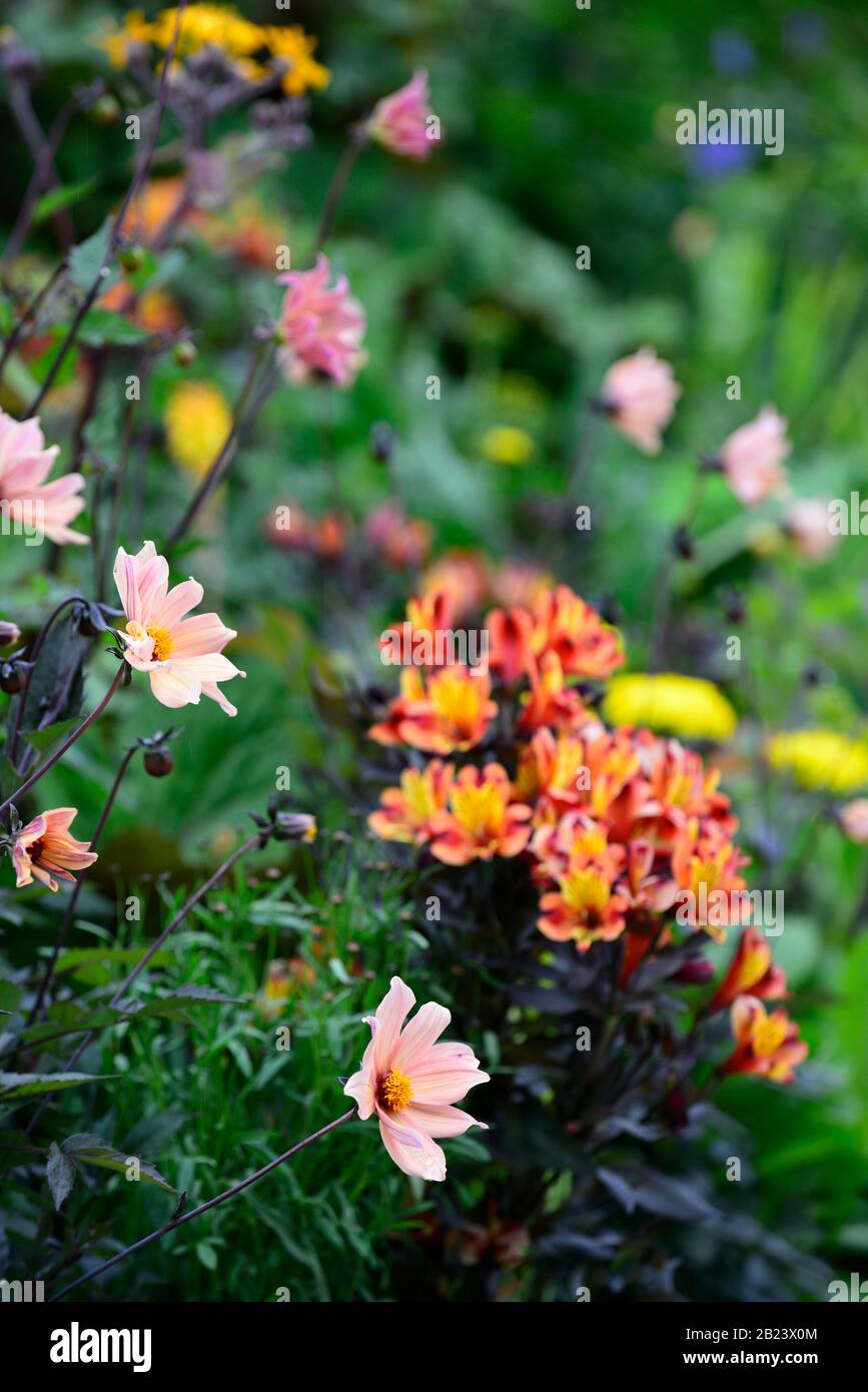 Dahlia,dahlias,peony dahlias,plantules,fleurs de pêche orange,Alstroemeria Indian Summer,péruvien lys,cuivre,orange,jaune,fleur,fleurs,floweri Banque D'Images