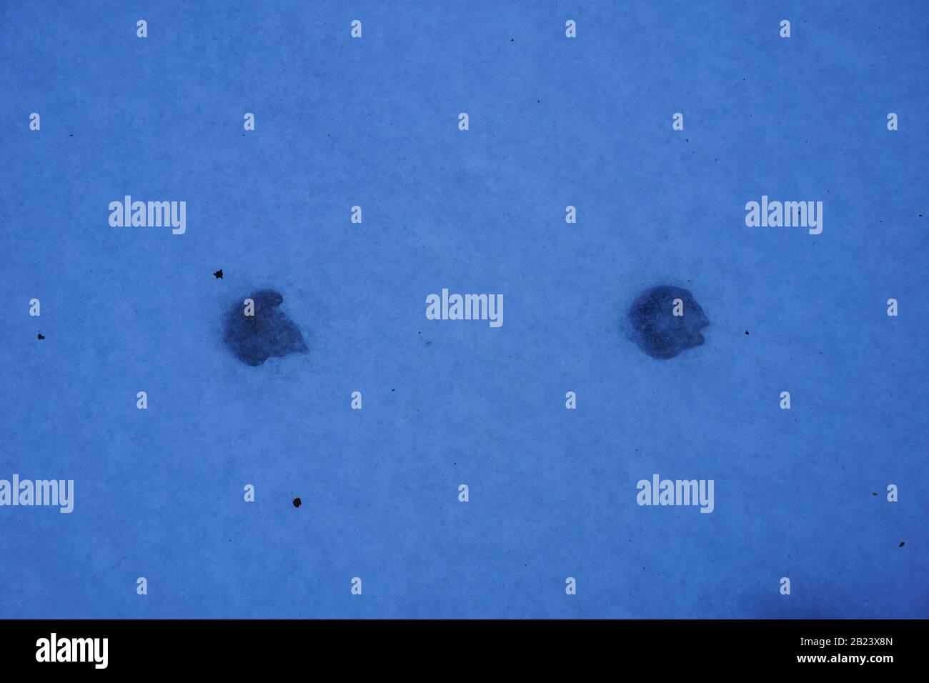 Empreintes de loup dans la neige Banque de photographies et d’images à