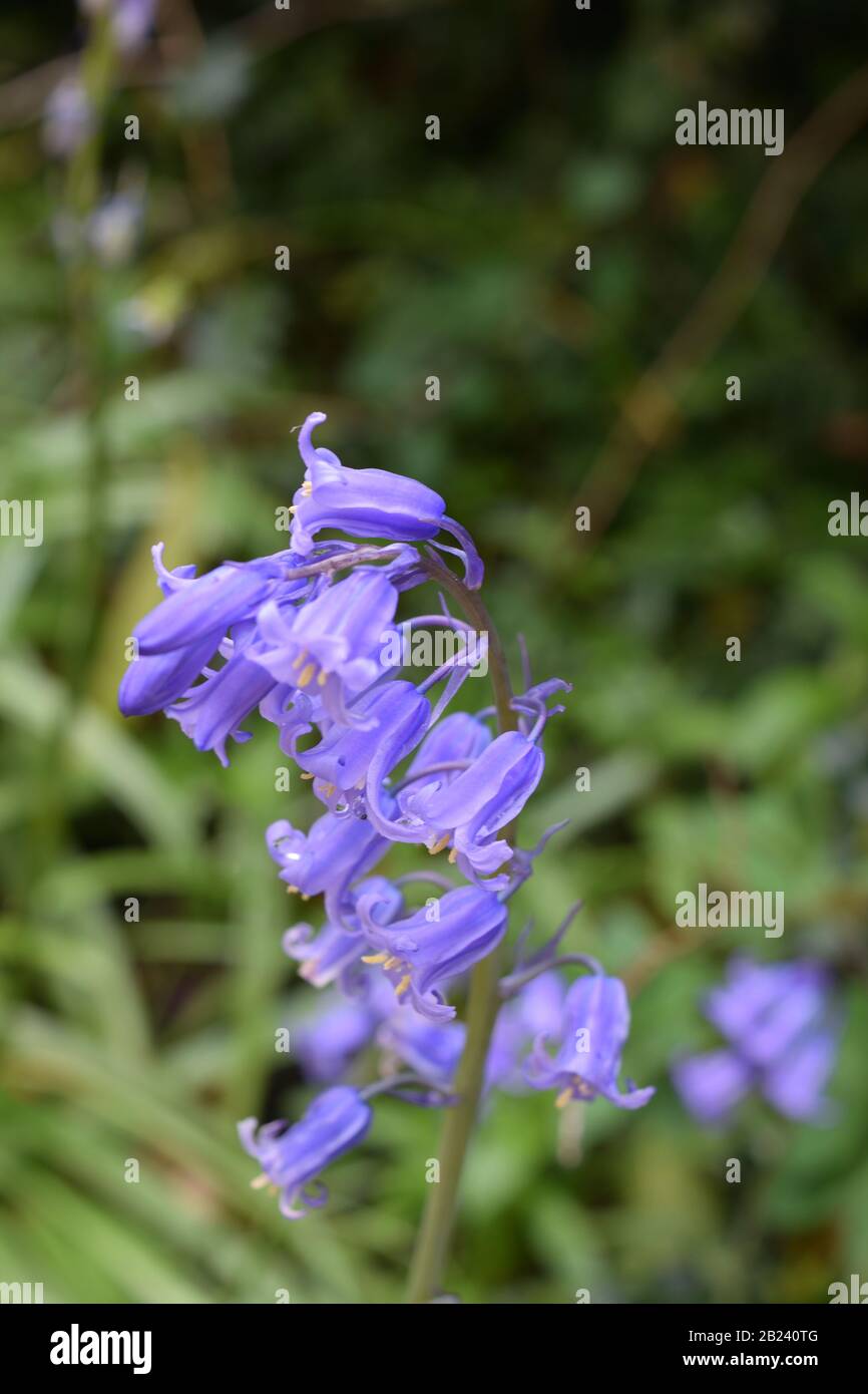Bluebell Ou Jacinthe Sauvage. Gros plan de la tige avec une petite cloche  bleue comme des fleurs Photo Stock - Alamy