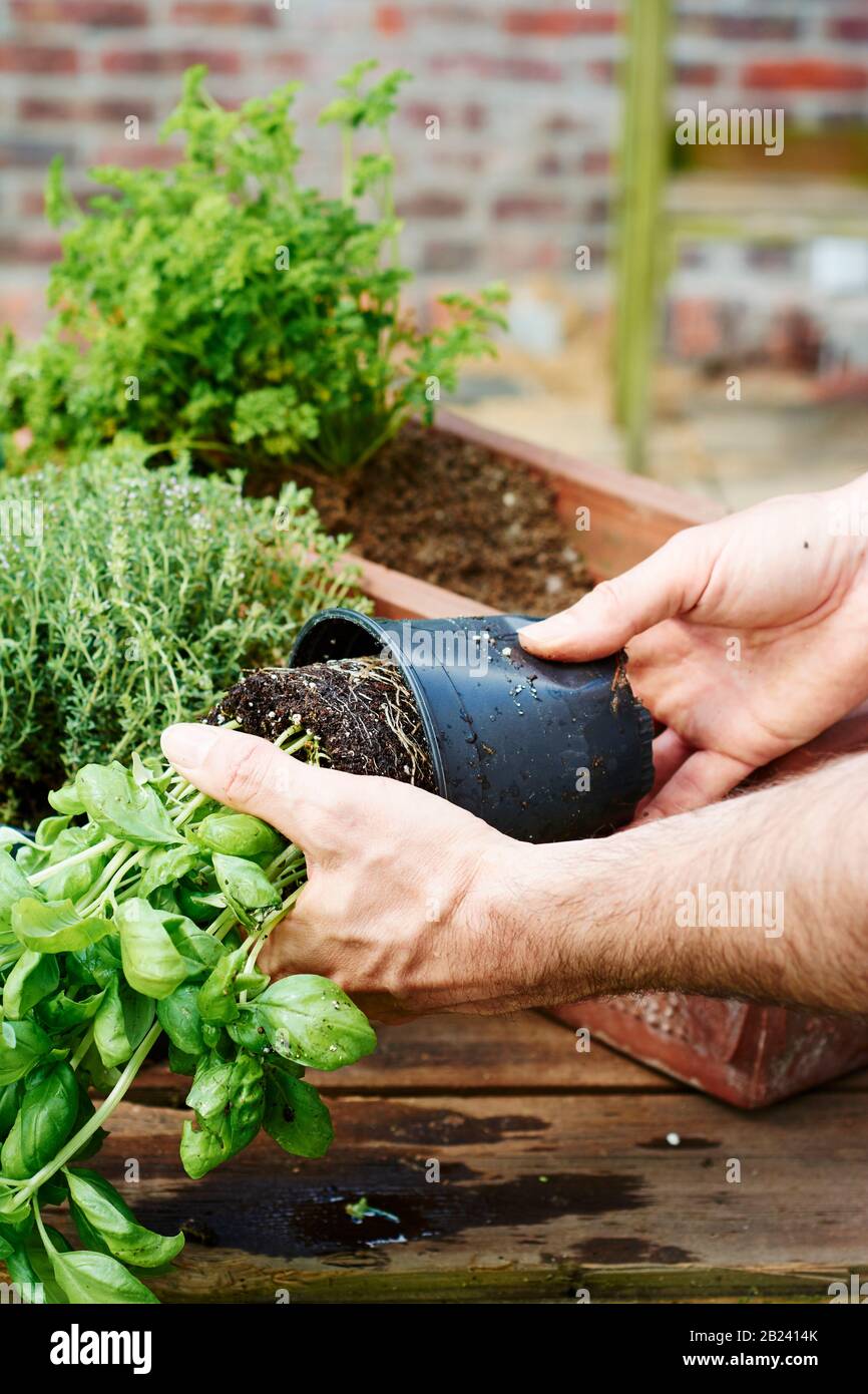 Jardinier sortant d'une casserole en plastique d'une plante de basilic. Banque D'Images